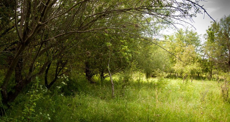 Campo en Traslasierra con variada vegetación