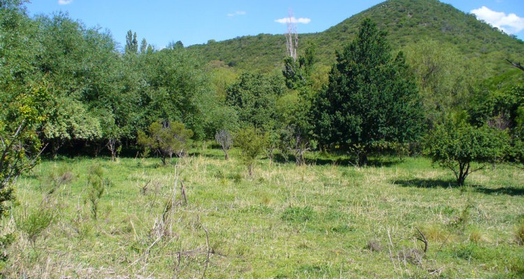 Terreno con variedad de frutales