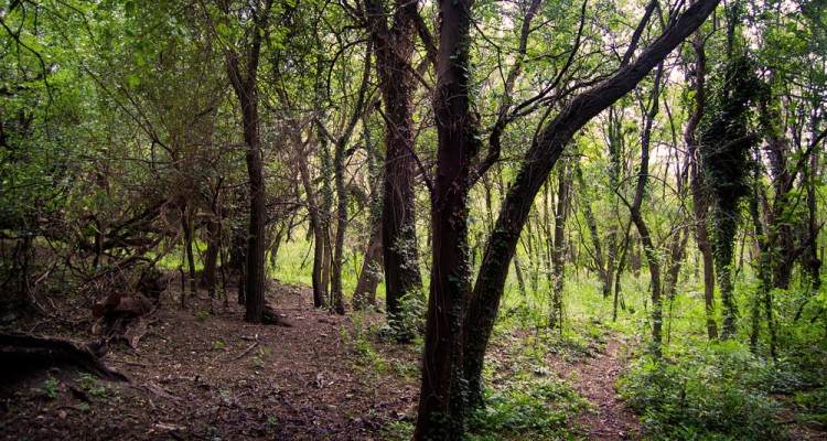 Campo en Traslasierra zona de Bosque