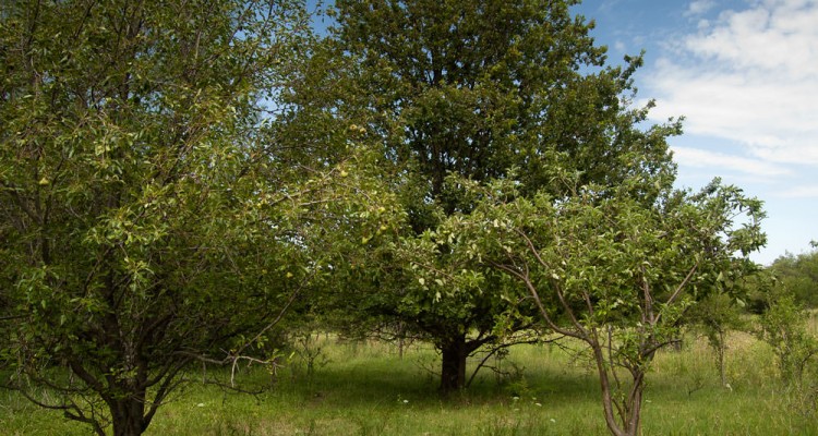 Campo en Traslasierra con Añosa Arboleda